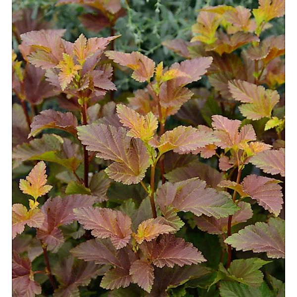 Blasenspiere Amber Jubilee 80-100cm - Physocarpus opulifolius günstig online kaufen