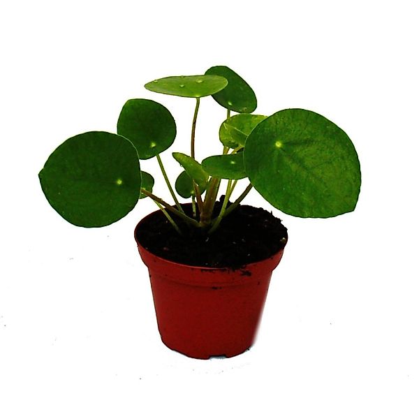 Exotenherz Zimmerpflanze Pilea peperomioides Glückstaler Chinesischer Geldb günstig online kaufen