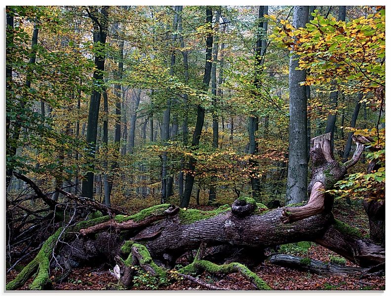 Artland Glasbild "Ein alter Riese, neuer Lebensraum", Wald, (1 St.), in ver günstig online kaufen