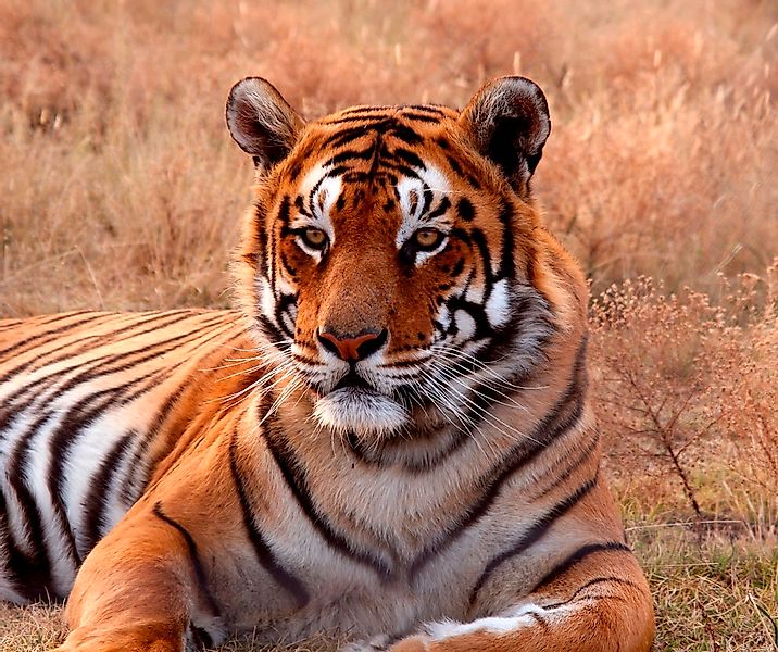 Papermoon Fototapete "Tiger" glatt günstig online kaufen