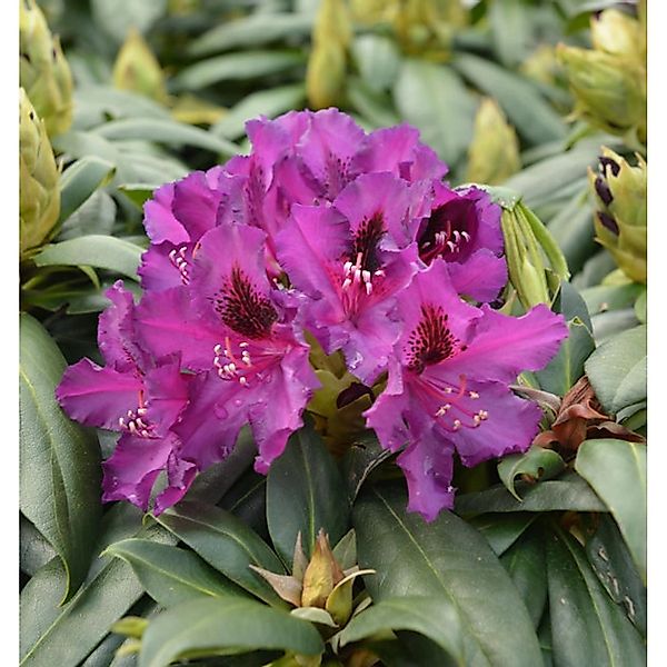 Großblumige Rhododendron Black Pearl 30-40cm - Alpenrose günstig online kaufen