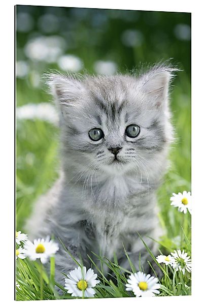 Posterlounge Wandbild graues Kätzchen, Greg Cuddiford, günstig online kaufen