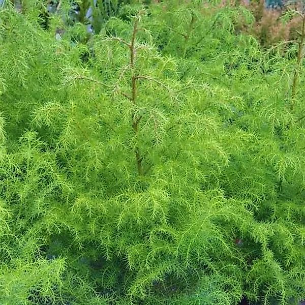 Japanische Sicheltanne Giokomo 40-60cm - Cryptomeria japonica günstig online kaufen