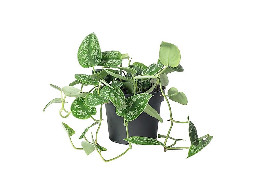 Flowerbox Zimmerpflanze Gefleckte Efeutute - Scindapsus pictus 'Argyraeus', günstig online kaufen