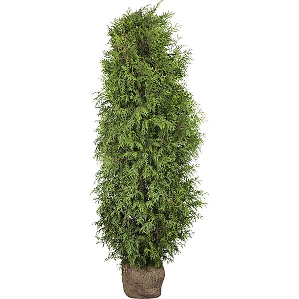 Lebensbaum Brabant Set à 30 Stück Höhe ca. 80 - 100 cm Ballenware Thuja günstig online kaufen