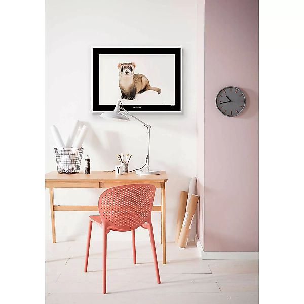 KOMAR Wandbild - Black-footed Ferret - Größe: 70 x 50 cm mehrfarbig Gr. one günstig online kaufen