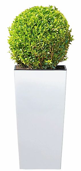 Prosperplast Blumentopf "Urbi Square 325", BxTxH: 33x33x61 cm günstig online kaufen