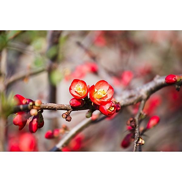 Chaenomeles 'Fire Dance' Zierquitte 40-60 cm günstig online kaufen