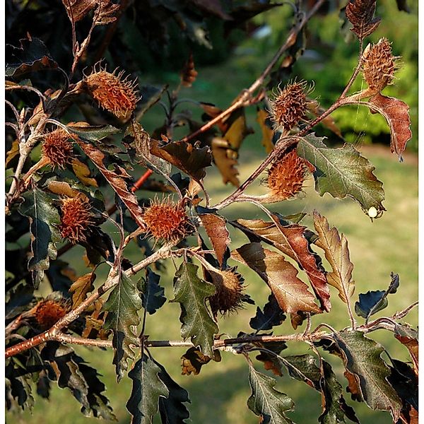 Rotlaubige Buche Rohanii 60-80cm - Fagus sylvatica günstig online kaufen