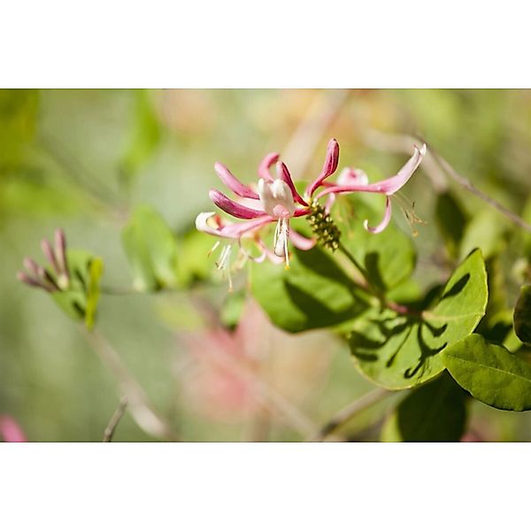Lonicera Heckrottii Goldflame Geißblatt Rosa-Gelb 60–100 cm günstig online kaufen