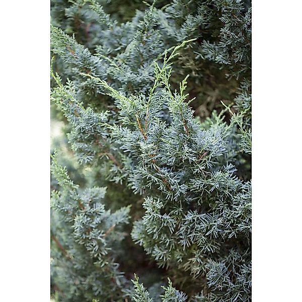 Juniperus Chinensis Blaauw Chinesischer Wacholder Blaugrün 20–25 cm günstig online kaufen