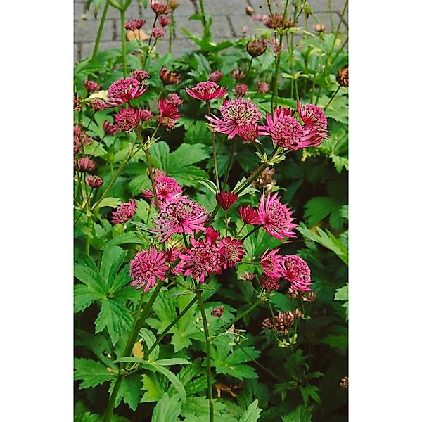 Astrantia Major Claret Sterndolde Ca. 11x11 cm Topf günstig online kaufen