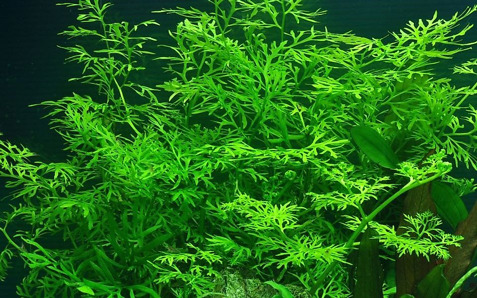 Aquaone Wasserpflanze Aquarium Pflanze Ceratopteris thalictroides Nr.305A günstig online kaufen