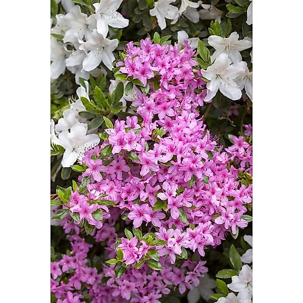 Rhododendron Obtusum Rosa Azalee Rosa Blüten 20–25 cm günstig online kaufen