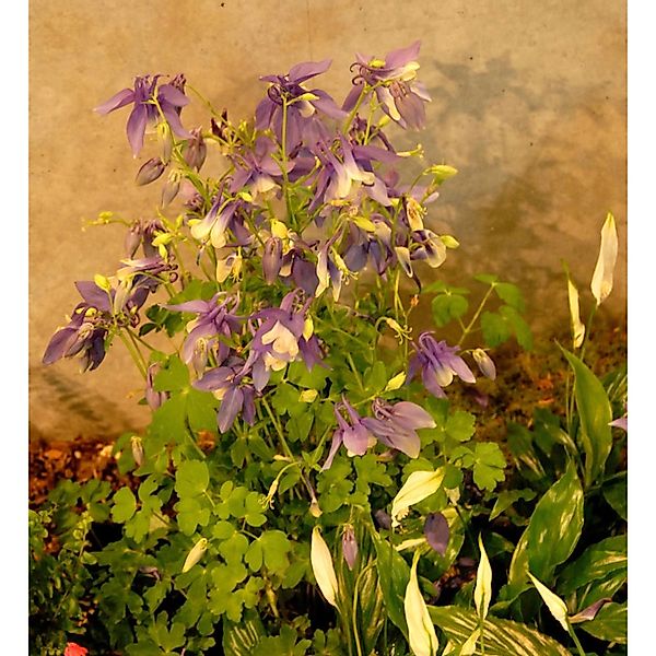 Akelei Blue Star - Aquilegia caerulea günstig online kaufen