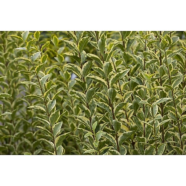 Ligustrum ovalifolium 'Aureum' 60 cm Stammhöhe günstig online kaufen