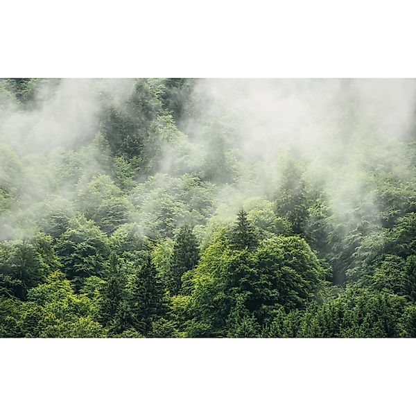 Komar Vliestapete »Digitaldruck Vlies - Forest Land - Größe 400 x 250 cm« b günstig online kaufen