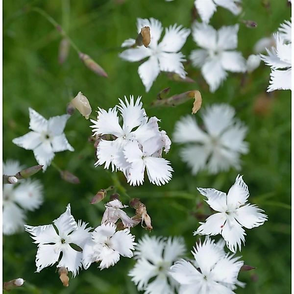 Igel Nelke - Dianthus petraeus günstig online kaufen