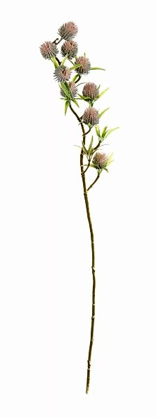ASA Kunstpflanzen & -blumen Dekozweig Fruchtzweig grün 72 cm (grün) günstig online kaufen