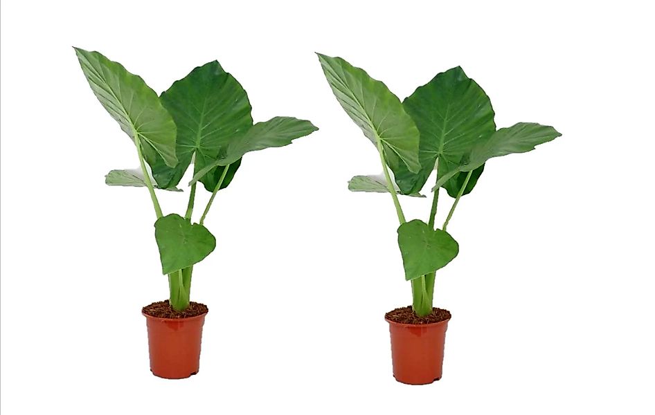 Perfect Plant | Set mit 2 Alocasia Machorriza günstig online kaufen