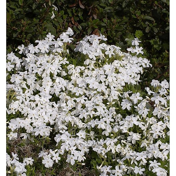 Niedrige Flammenblume May Breeze - Phlox divaricata günstig online kaufen