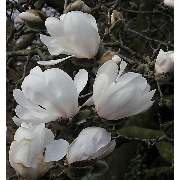 Sternmagnolie Merrill 40-60cm - Magnolia loebneri günstig online kaufen