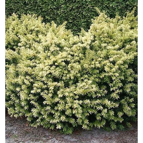 Breitwachsende Goldeibe Golden Nugget 30-40cm - Taxus baccata günstig online kaufen