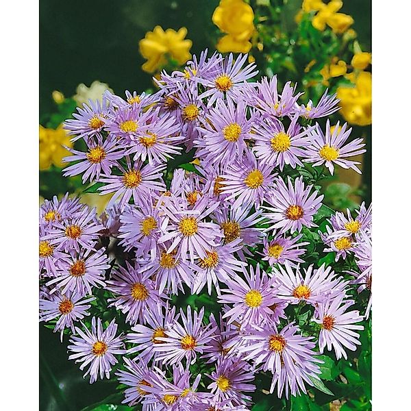 Aster Dumosus Silberteppich Kissenaster Ca. 9x9 cm Topf günstig online kaufen