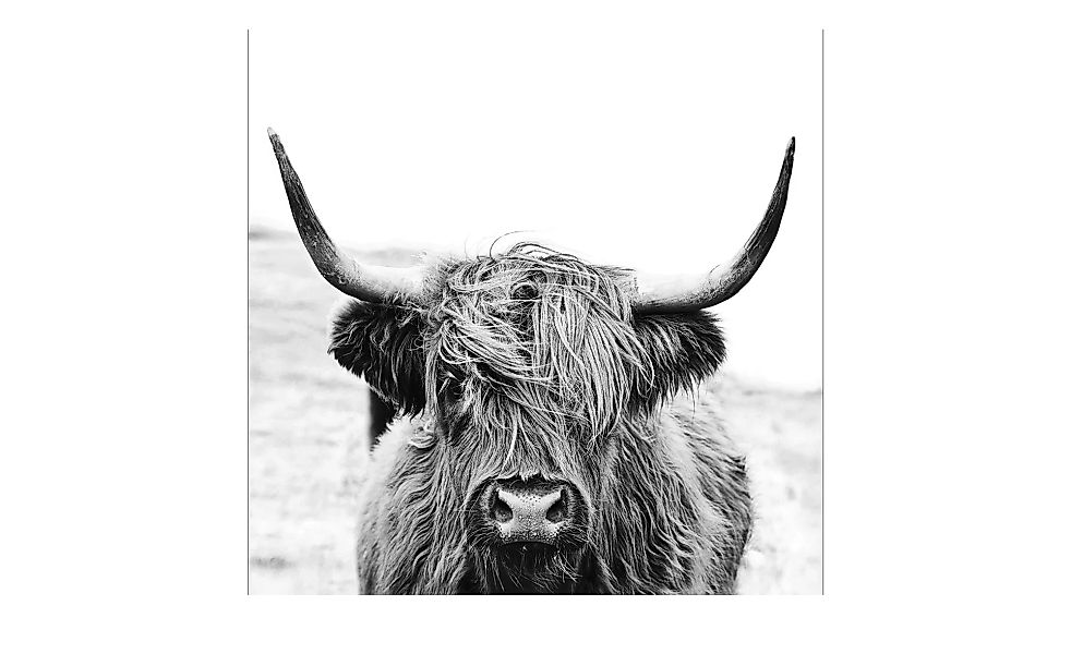 Glasbild 20x20 cm  Scott.Highland Cattle ll - 20 cm - 20 cm - Sconto günstig online kaufen