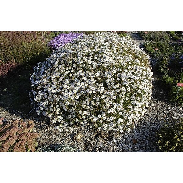 Kalimeris Incisa Madiva Japanische Aster Ca. 9x9 cm Topf günstig online kaufen