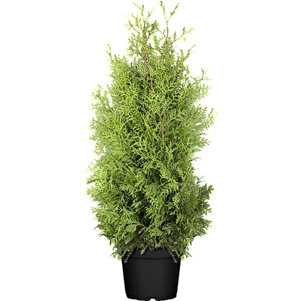 Thuja occidentalis 'Brabant' 120-140 cm günstig online kaufen