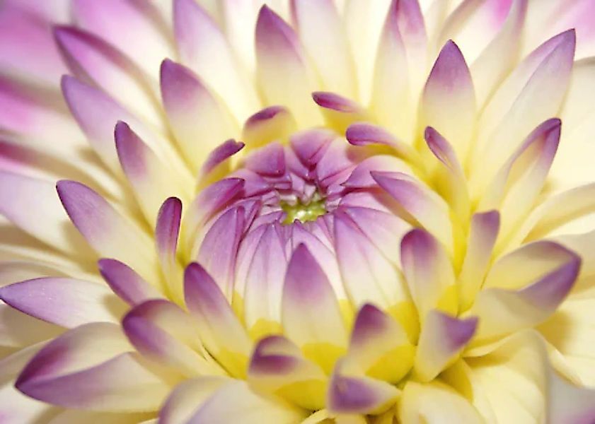 Papermoon Fototapete »Macro Pink Flower« günstig online kaufen