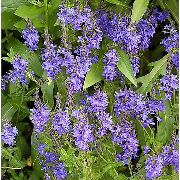 Veronika Österreichischer Ehrenpreis Knallblau - Veronica austriaca günstig online kaufen