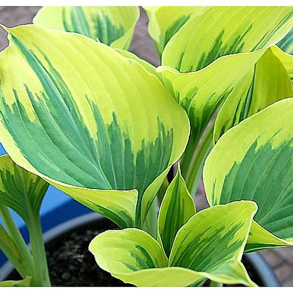 Funkie Liberty - Hosta cultorum günstig online kaufen