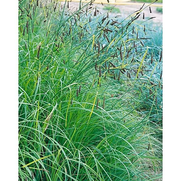 Carex Flacca Blauschwingel-Segge 2 Liter Container günstig online kaufen