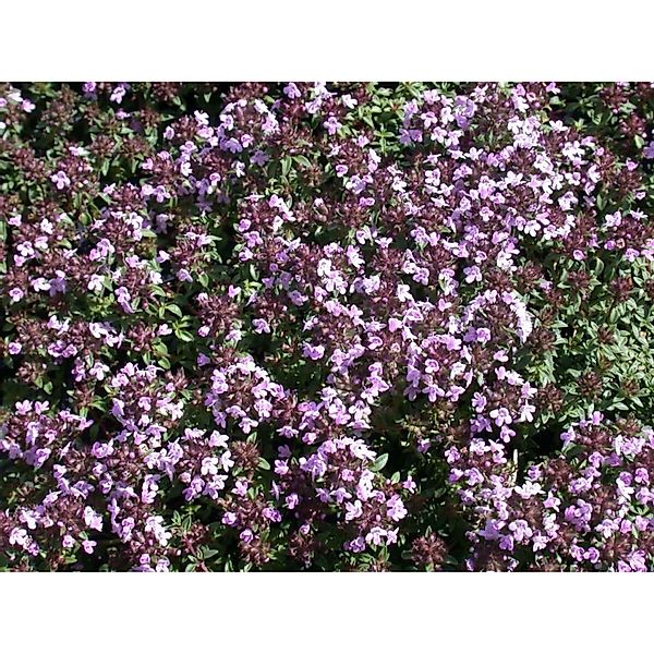 Thymus Herba-barona Kümmelthymian Ca. 9x9 cm Topf günstig online kaufen