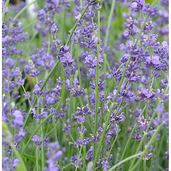 Echter Lavendel Peter Pan - Lavandula angustifolia günstig online kaufen