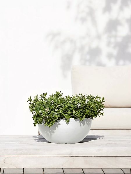 ECOPOTS Blumentopf "Brussels 30 Weiß", für innen und außen: frostsicher, br günstig online kaufen