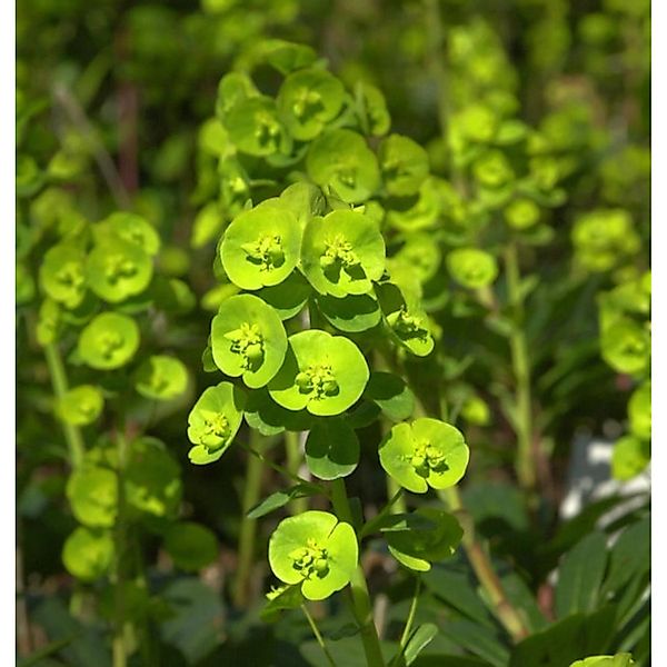 Mandelblättrige Wolfsmilch Robbiae - Euphorbia amygdaloides günstig online kaufen