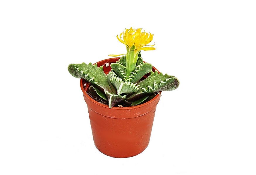 Exotenherz Kaktus Faucaria tigrina - Tigerrachen - kleine Pflanze im 5,5cm günstig online kaufen
