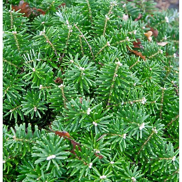 Hochstamm Zwerg Koreatanne Tundra 60-80cm - Abies koreana günstig online kaufen
