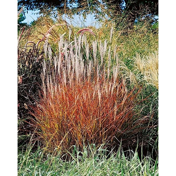 Miscanthus Sinensis Var. Purpurascens Chinaschilf Purpurrot Ca. 11x11 cm To günstig online kaufen
