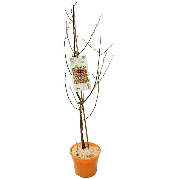 GROW by OBI Bio Lotuspflaumen Höhe ca. 30 - 40 cm Topf ca. 3 l Diospyros lo günstig online kaufen