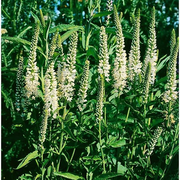 Veronica Spicata Alba Ähriger Ehrenpreis Ca. 9x9 cm Topf günstig online kaufen