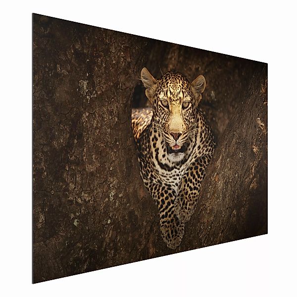 Alu-Dibond Bild Tiere - Querformat 3:2 Leopard ruht auf einem Baum günstig online kaufen