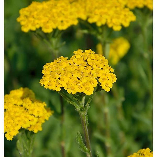 Schafgarbe Tomentosa Aurea - Achillea tomentosa günstig online kaufen