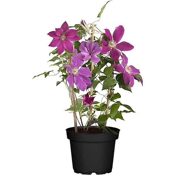 Waldrebe Topf-Ø ca. 17 cm Clematis Hyb. Niobe günstig online kaufen