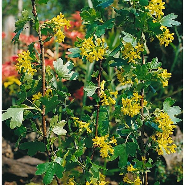 Ribes alpinum 60-100 cm günstig online kaufen