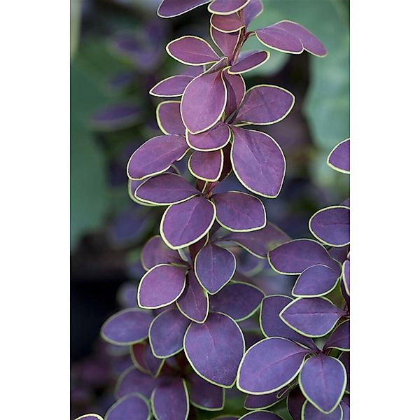 Berberis Thunbergii Golden Ring Berberitze Gelb-Rot 40–60 cm günstig online kaufen