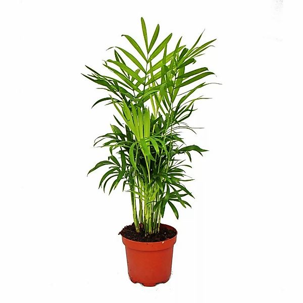 Exotenherz Chamaedorea Elegans Bergpalme 3 Pflanzen günstig online kaufen